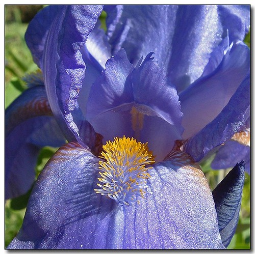 iris flower macro garden spring moscow idaho springtime palouse naturesfinest anawesomeshot onlythebestare