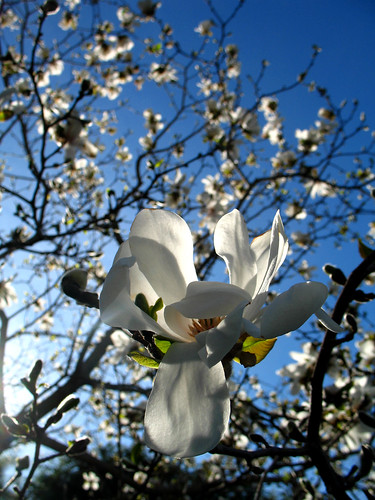 nh magnolia saintgaudens