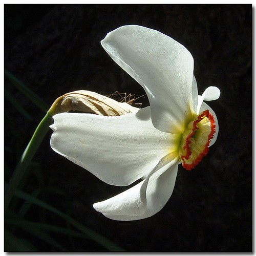 flower macro spring moscow idaho daffodil springtime palouse naturesfinest