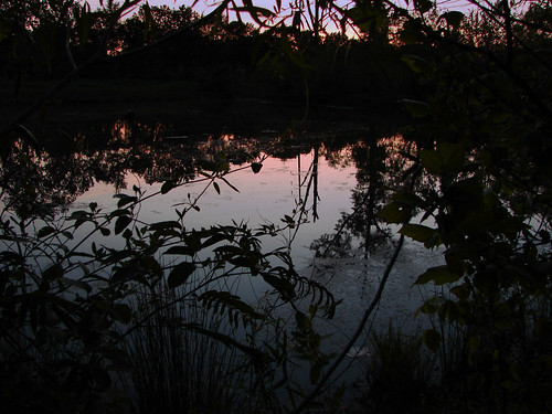 sunset water pond weeds alabama mimosa