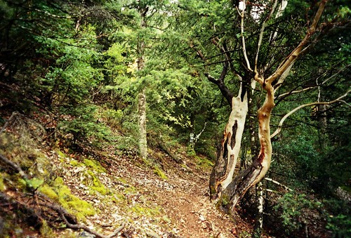 trees mountain trekking geotagged hellas greece trail kalamata artemisia peloponnese messinia taigetos geo:lat=37099003 geo:lon=22253237 olympusμmjuzoom3570mm messiniatour