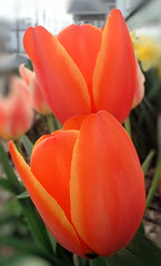 Twin Tulips