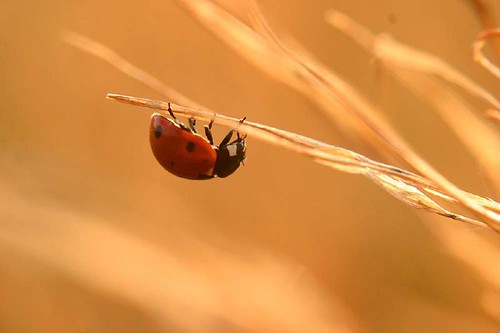 sunset macro field grass ladybug hang