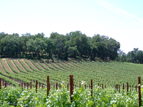 california justin landscape vine winery pasorobles vineyeard