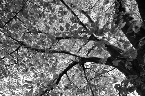 sunset red sky bw tree college leaves d50 nikon branches myfavorites beech oberlin sigma1020