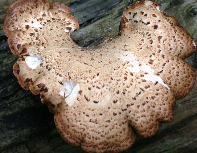 Pheasant's back mushroom | Flickr - Photo Sharing!