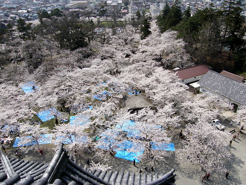 castle cherry 桜 cherryblossom sakura aizuwakamatsu 東北 prunus サクラ 会津若松 福島県 fukushimaprefecture 鶴ヶ城 tōhoku