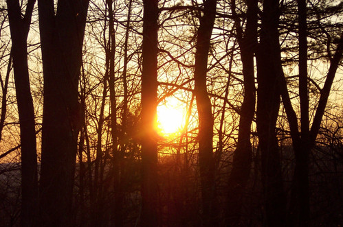 trees sun color silhouette sunrise
