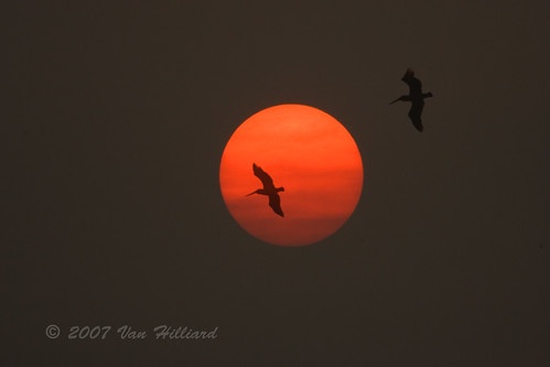 sunset sun birds fire bravo gulf florida flight forestfire brownpelican avian pelecanusoccidentalis anawesomeshot c1d2n07051047361024 vanhilliard