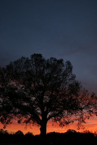 sunset tree clouds landscape scenic