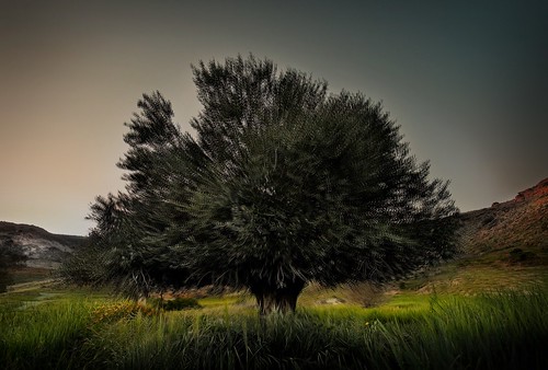 tree nature photoshop landscape olive cyprus dizzy effect hdr nicosia