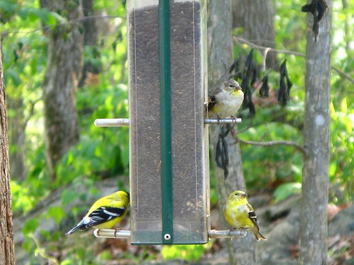 bird goldfinch finches americangoldfinch g7 adairsvillega tisfortrio