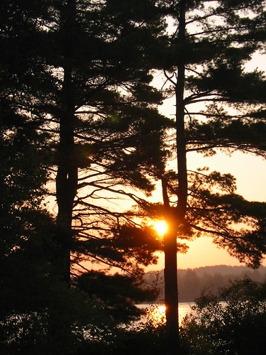 morning trees pine sunrise newcastle newbrunswick enclosure miramichi