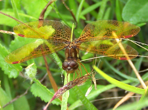 camp macro nature beautiful wings dragonfly wildlife insects veins
