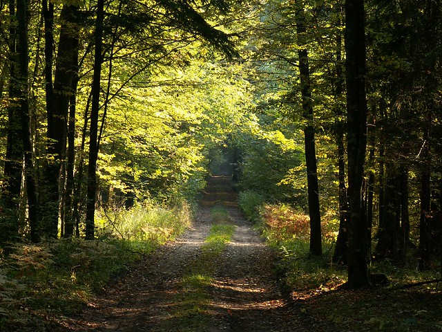 forest in Bialowieza Poland
