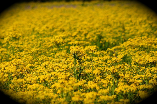 flowers flower green yellow wildflowers ohioriver openfield ohioriverbottoms ohiorivervalley