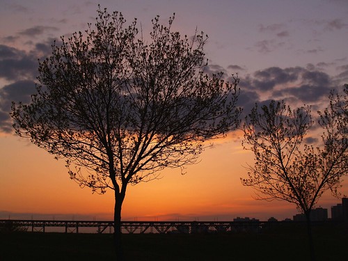 trees sunset edmonton