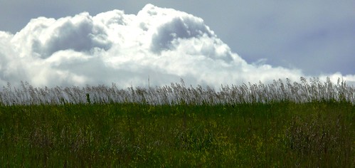 lumix nebraska panasonic lincoln prairie blackbird lincolnnebraska springcreek redwingedblackbird fz50 springcreekprairie dmcfz50 springcreekprairieaudoboncenter