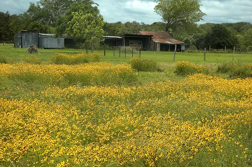 flowers landscape texas lagrange