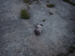 Daft Cat - Photo of Feugères