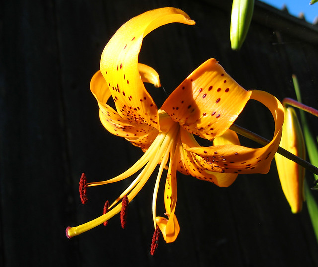 Tiger Lily | Flickr - Photo Sharing!