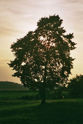 sunset wallpaper tree sonnenuntergang christian baum asa400 hintergrund pfluegl pflügl chpfluegl christianpflügl