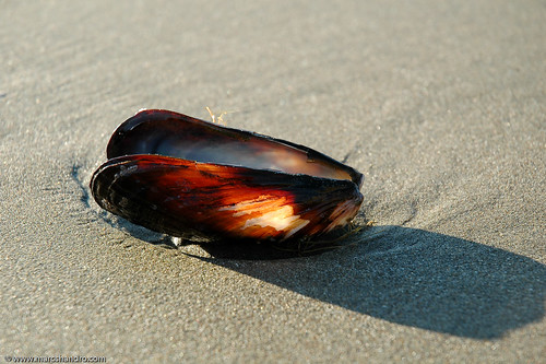 fauna oregon mussels