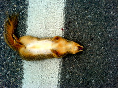 roadkill squirrel on mcvey st.   DSC00081 