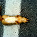 roadkill squirrel on mcvey st.   DSC00081