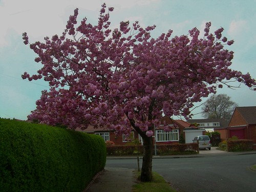 street uk pink england tree cherry spring blossom bloom cherryblossom cherrytree leyland streettree prunusserrulata firsttheearth englandenglandlancahsirespringspringtimebloomengland