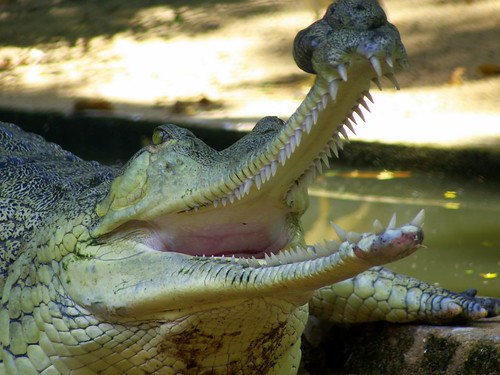animal zoo crocodile planet trivandrum gharial
