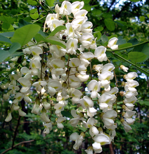 white france flower tree nature fleur forest country campagne arbre blanc acacia forêt feuilles
