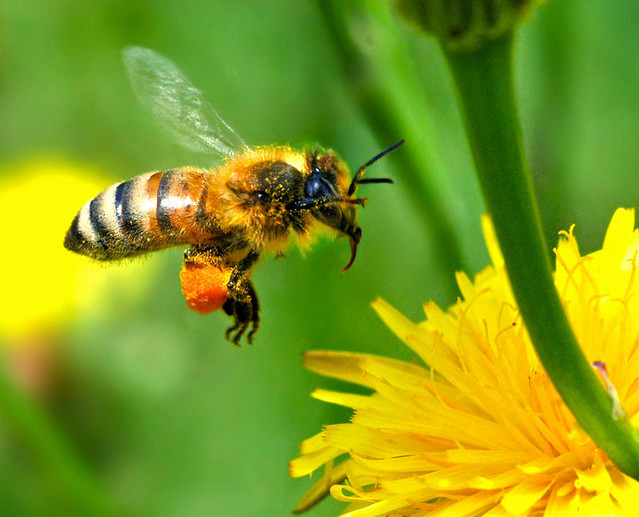 European Honey Bee Touching Down