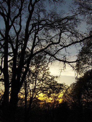 travel trees sunset sky oregon garden silverton pete 2007 oregongarden pete4ducks peteliedtke