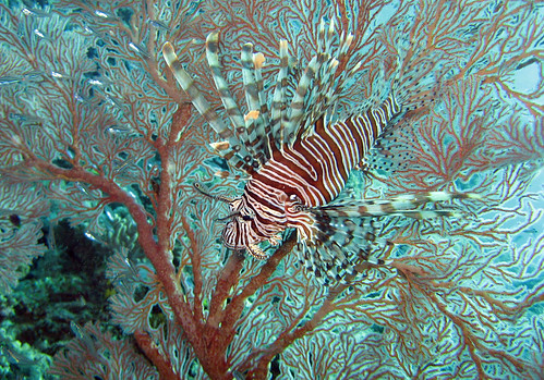 Lionfish in Sea fan at Dinding Rene