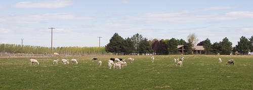 sheep farm id idaho shearing farmlife