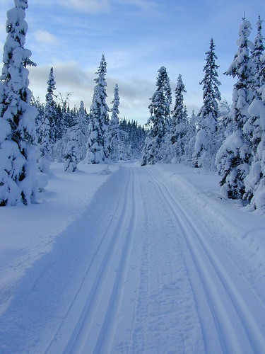 winter snow norway forest vinter skiing snø oppland snertingdal