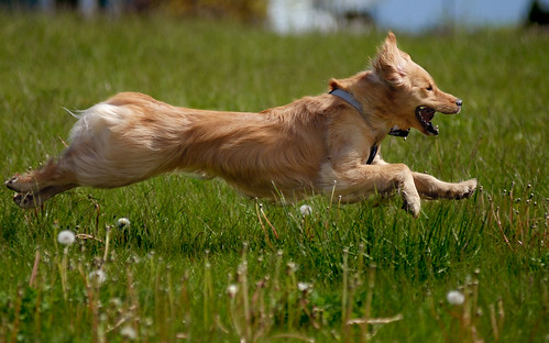 dog pet topv111 goldenretriever fly topv555 topv333 bc topc50 blond portcoquitlam castlepark challengeyouwinner pet100 2007050900051 bestofdogs