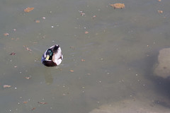 Mallard Duck in Prince's Island Park