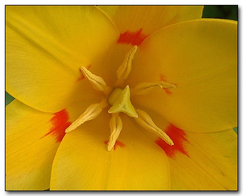 red flower macro yellow garden spring moscow idaho tulip springtime palouse naturesfinest blueribbonwinner ultimateshot potwkkc32