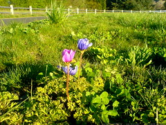 flowers near luscher farm   DSC00091 
