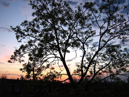 tree sunrise spring arbre printemps 2007 leverdusoleil mimosamichemichelle michellebéchardlalonde ✿img ✿img5375mf ⌘brossard ⌘⌘montérégie ⌘⌘rivesudsouthshore ⌘⌘⌘⌘canada ⌘⌘⌘québec