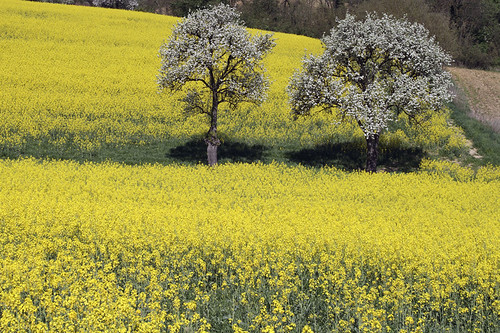 trees field yellow linz austria spring april swq takenbywalter 2007 rapeseed sigma1770 eos400d serieslinzspring07