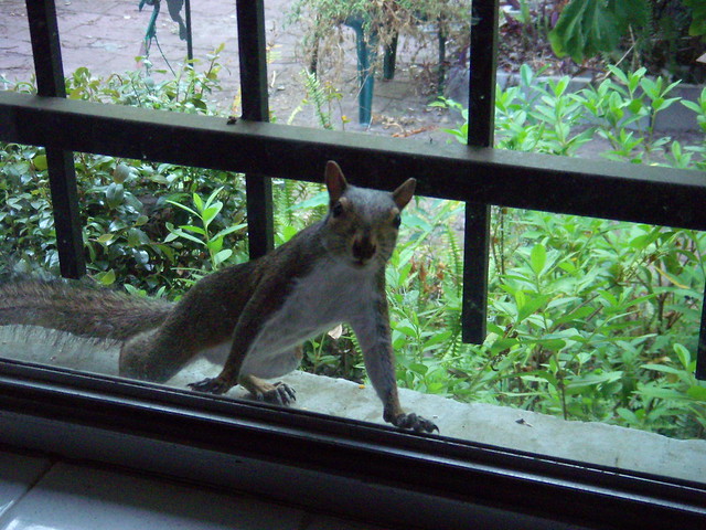 squirrel on window DSCN1184 from Flickr via Wylio