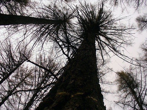 The tallest tree in Finland