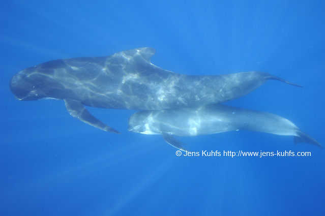 Long-finned Pilot Whale - Globicephala melaena - Langflossen Grindwal