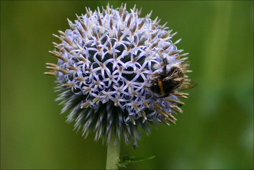 Blue Globe Thistle and Bee