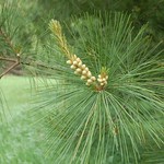 Pollen (male) cones and candle on white pine, Woodbury MN