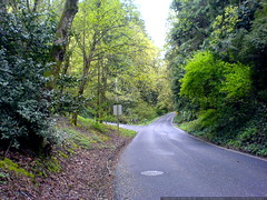 cornell road, springtime   DSC00103 