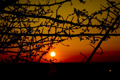sunset orange sun lake colour beach branches huron lakehuron saublebeach bestsun